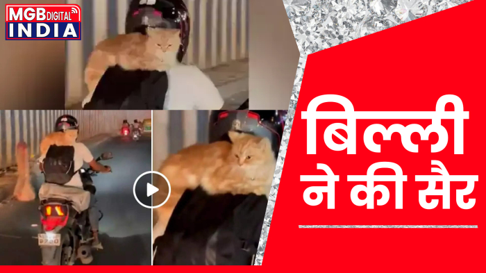 बैंगलोर में युवक ने, बिल्ली को सैर कराई। 