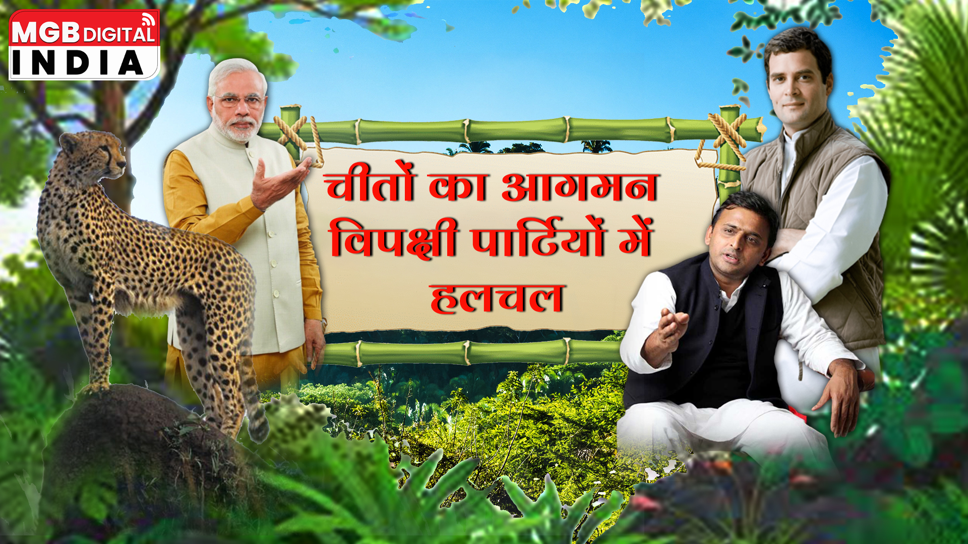 चीतों का आगमन विपक्षी पार्टियों में हलचल मची। राहुल गाँधी। अखिलेश यादव ने ट्वीट किया | 